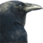 cp949
